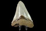 Fossil Megalodon Tooth - Serrated Blade #130804-2